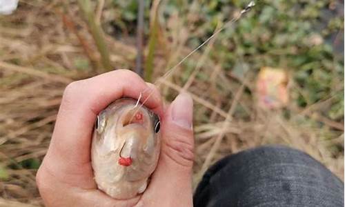 黑坑偷驴拉饵好还是搓饵好呢图片视频(黑坑说的偷驴是什么意思)